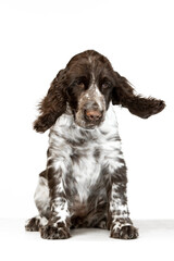 English springer spaniel puppy on white background