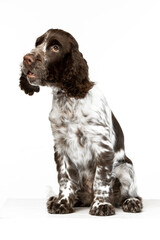 English springer spaniel puppy on white background