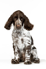 English springer spaniel puppy on white background