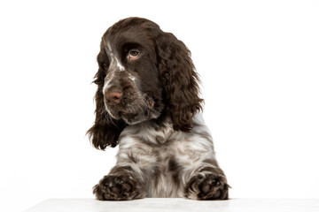 English springer spaniel puppy on white background