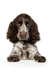 English springer spaniel puppy on white background
