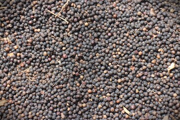 Black pepper background. black peppercorns spices. Macro spice background