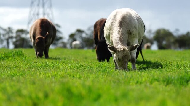 Beef cows and calfs grazing on grass in south west victoria, Australia. eating hay and silage. breeds include specked park, murray grey, angus and brangus