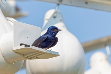 The purple martin (Progne subis), male sitting on edge of nest box
