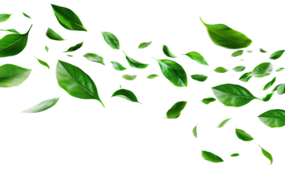 Flying fresh green leaves, cut out