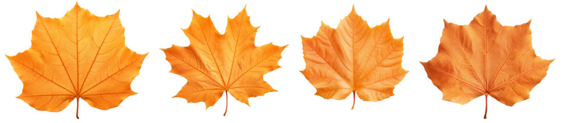 Fototapeta premium Collection of vibrant autumn maple leaves showcasing warm orange hues against a transparent background, perfect for seasonal themes.