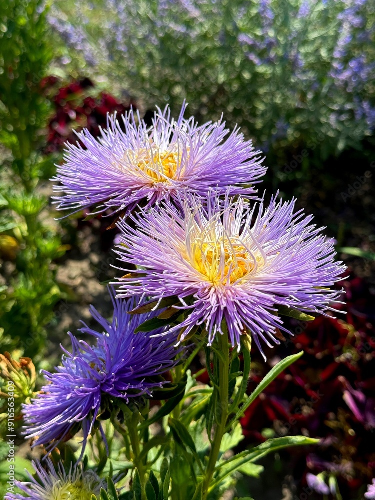 Wall mural Asters flowers beautiful violet petals 