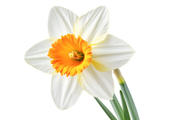 Obraz premium Daffodil flower isolated on a white background