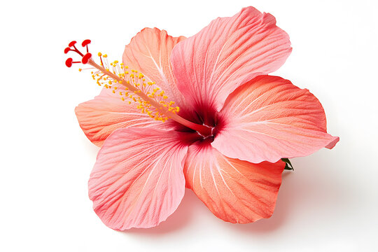Pink Hibiscus flower isolated on a white background