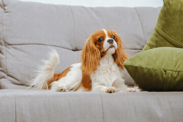 Cavalier King Charles Spaniel resting on the sofa
