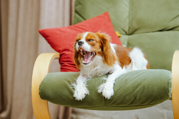 Cavalier King Charles Spaniel resting on the sofa