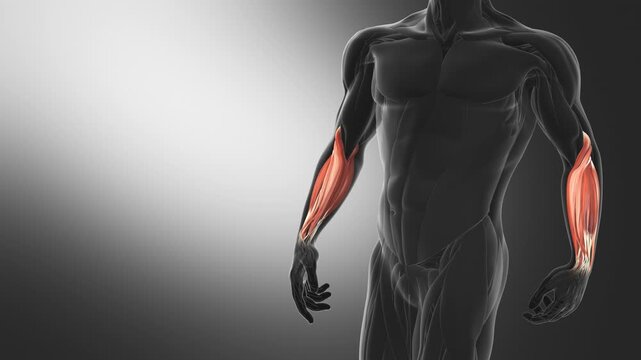 Anatomy of the Forearm Muscles