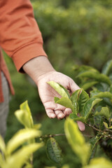 Woman's hand touching tea shoots