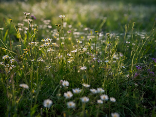 Wildflower Meadow: Detailed shot of green grass interspersed with tiny wildflowers, with a softly blurred background suggesting a sprawling meadow.