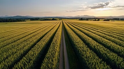 Countryside fields and country road, generative AI, photorealistic aerial farm landscape