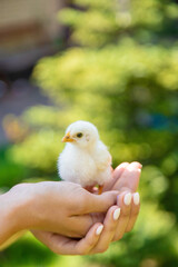 a female farmer holds a small yellow chicken in her hands.