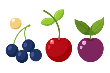 Fresh Summer Berries Collection- Cherry, Black Currant, Raspberry, Blueberry & More