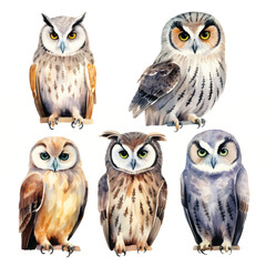 watercolor painting of owl four collection isolated