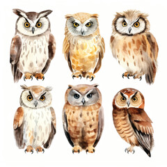 watercolor painting of owl four collection isolated