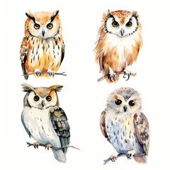 watercolor painting of owl four collection isolated