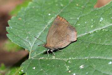 照葉樹林のイダ葉上に警戒心が強く俊敏な茶褐色のムラサキシジミ蝶（自然光＋ストロボ、マクロ接写撮影）