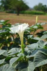 Datura or jimson weed flower closeup, Datura flower, also known as moonflower and jimson weed....