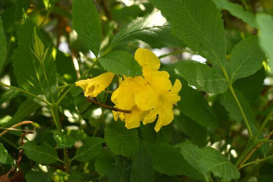 Yellow trumpetbush (Tecoma stans) Called Yellow bell or Yellow Elder Flower, trumpet flower, Beautiful bunch of yellow flowers closeup with green leaves Background, tecoma stans