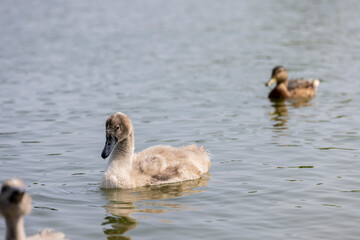 young swans in gray down swim on the lake