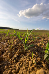 a field with a corn harvest in the evening