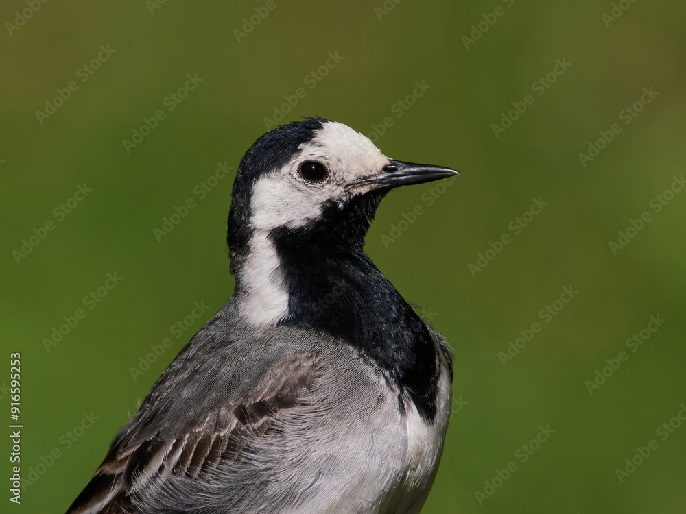 Canvas Prints white wagtail (motacilla alba)