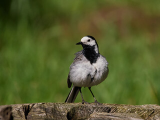 White wagtail (Motacilla alba)