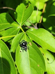 Fototapeta premium Spider