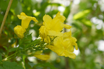 Yellow trumpetbush (Tecoma stans) Called Yellow bell or Yellow Elder Flower, trumpet flower, Beautiful bunch of yellow flowers closeup with green leaves Background, tecoma stans