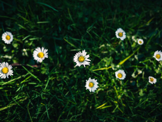 Daisies in the garden