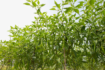 Ripe green chilli on a tree in Bangladesh. Green chili plant in agricultural garden.