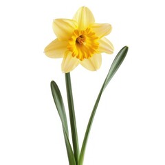 Single Yellow Daffodil Flower with Green Leaves Isolated on White Background.
