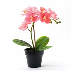 Fototapeta premium Pink Orchid in Black Pot.