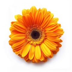 Orange Gerbera Daisy Flower Close Up.
