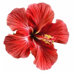 Obraz premium Close-up of a red hibiscus flower with white veins.