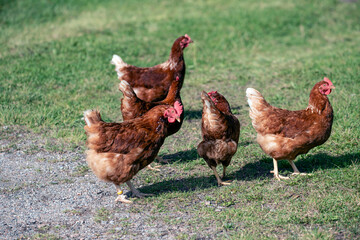 hen and chickens