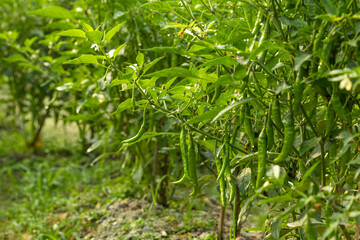 Obraz premium Ripe green chilli on a tree in Bangladesh. Green chilli and red chilli plant in agricultural garden.