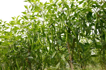 Ripe green chilli on a tree in Bangladesh. Green chilli and red chilli plant in agricultural garden.