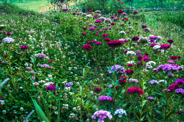 Field of flowers. Pundrik Rishi Lake is situated in Upper Neahi village.  Eco Zone, Great Himalayan National Park Hidden amidst the breathtaking, Sainj Valley in Himachal Pradesh, India.
