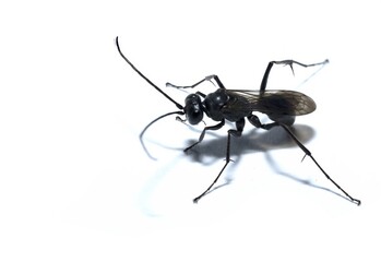 Agenioideus cinctellus, spider wasp insect, studio shot, isolated on white background, lateral view