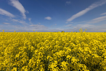 Obraz premium beautiful yellow rapeseed flowers in sunny weather