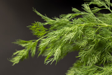 a large amount of green dill to add as spices