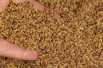 clover seeds for growing in fields