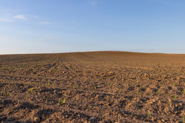 sunset in a field with young corn sprouts in a fertile field