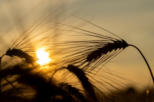 the yellow sun at sunset in a field with a harvest of rye cereals