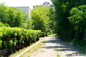 Alley with green trees and paved path